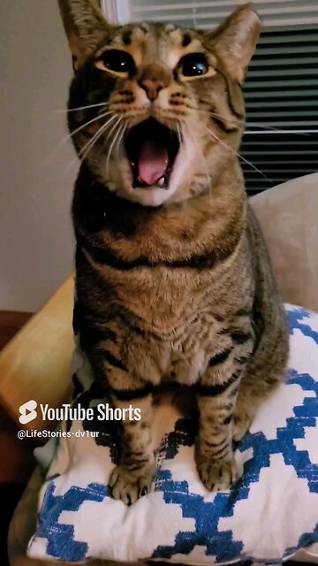 Cat's big meow yawn (Mowgli's edition) #catlovers #tabbycat #cats #catshorts