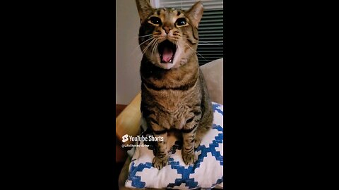 Cat's big meow yawn (Mowgli's edition) #catlovers #tabbycat #cats #catshorts