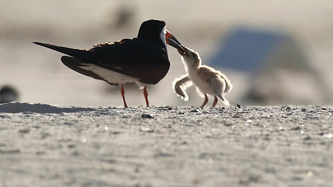 Adult With Its Cute Baby