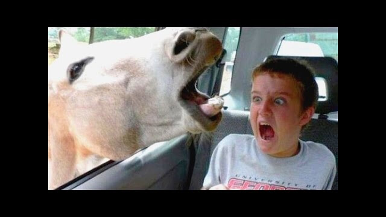 Best Funny Compilation Videos of the day