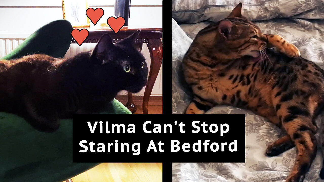 Vilma Can't Stop Staring At Bedford