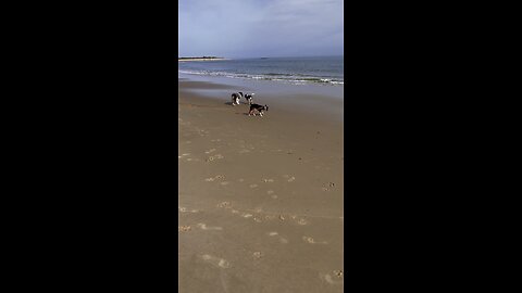 Dogs playing on the beach