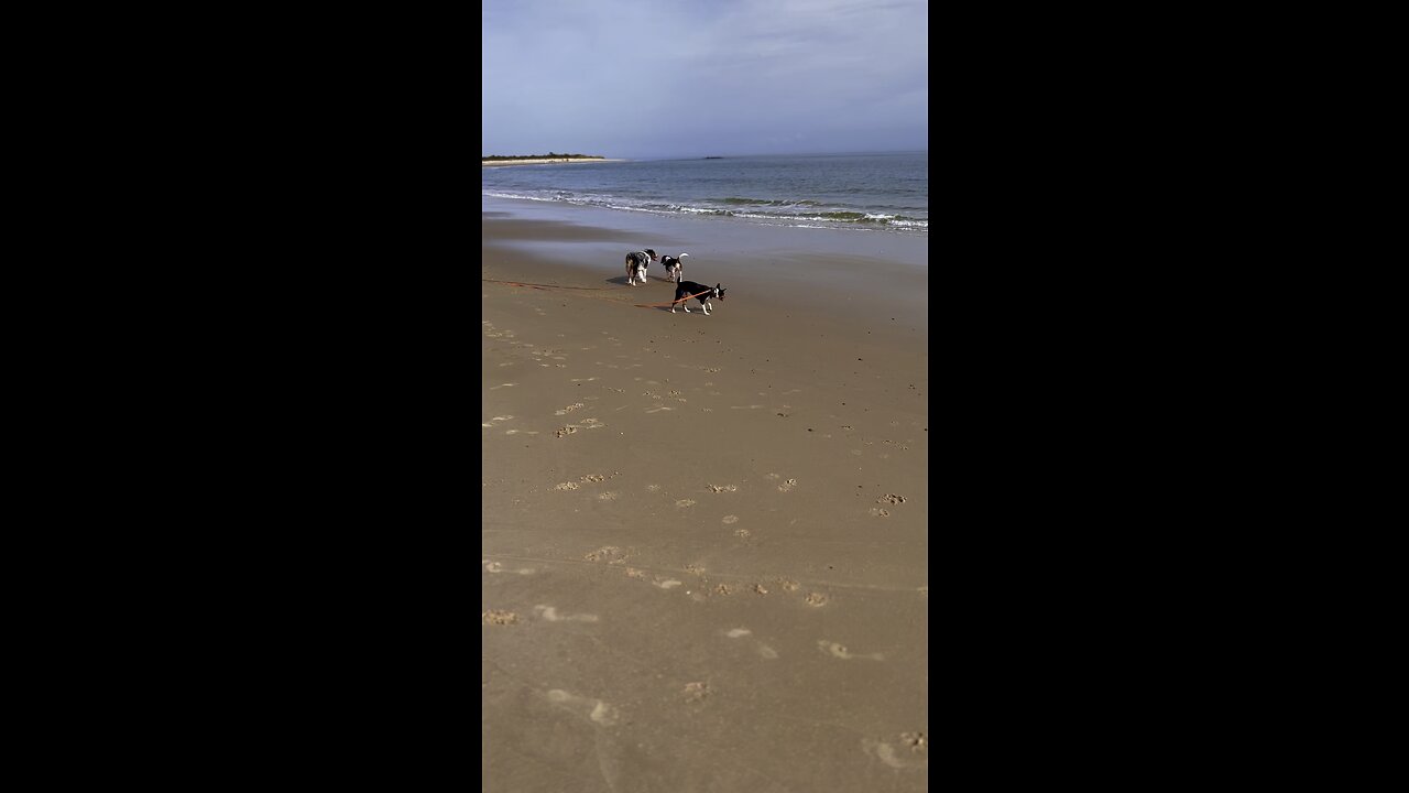 Dogs playing on the beach