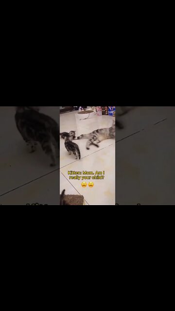 1Min Animal World #dogs #cats #pet