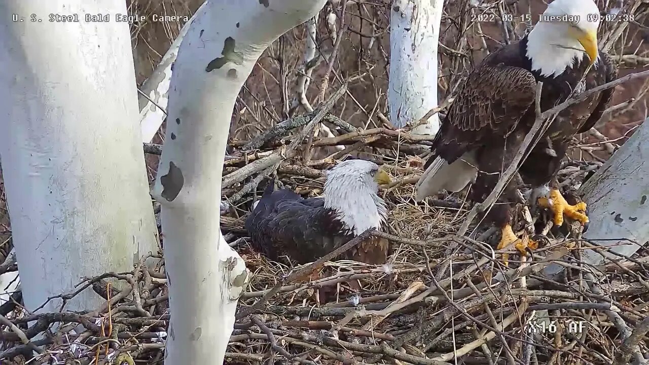USS Eagles - Mom gets tail chomped