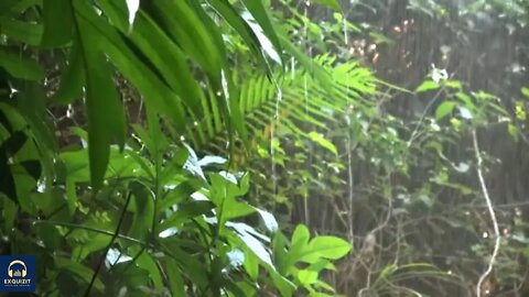 Relaxing Zen Music with Water Sounds • Peaceful Ambience for Spa, Yoga and Relaxation