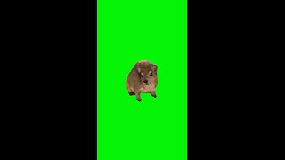 Wawa! Hyrax | Green Screen