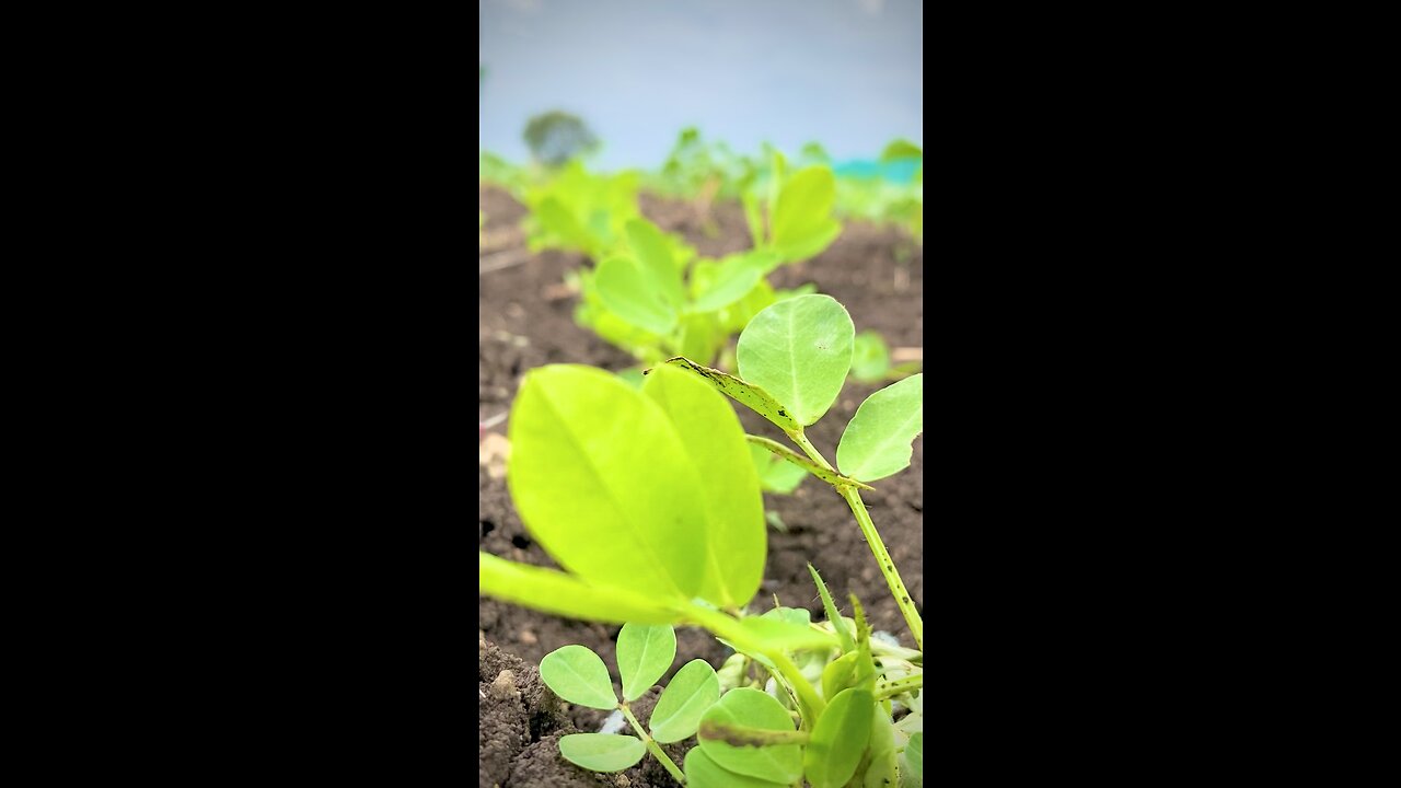 Agricultural