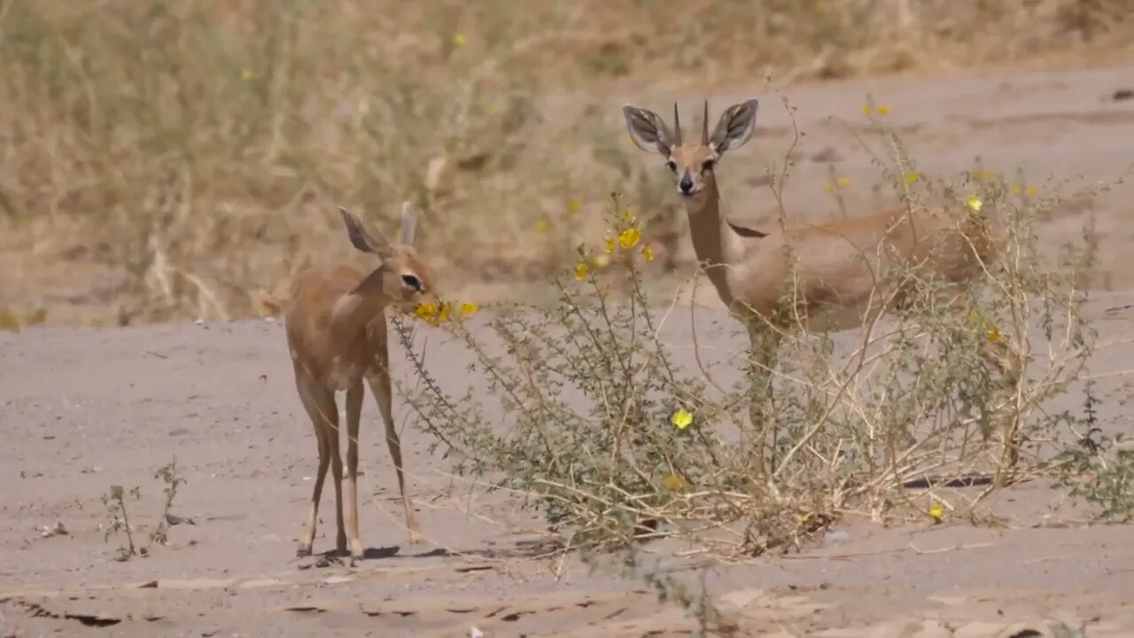 Steenbok eating a flower on the savanna around Purros in Namibia