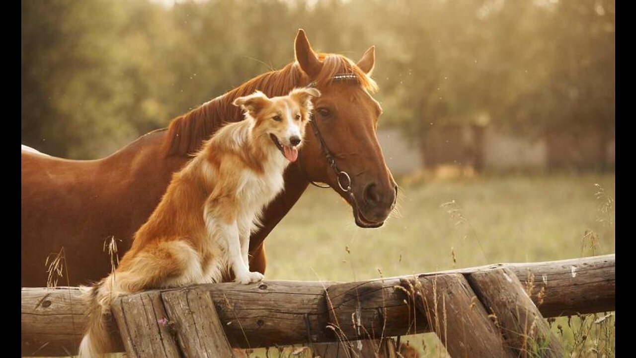 🥰Dans la vie il y a ceux qui aiment et ceux qui détestent.