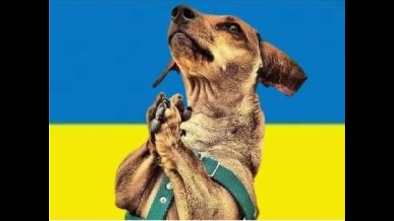 UKRAINE WAR: War Animals in Ukraine