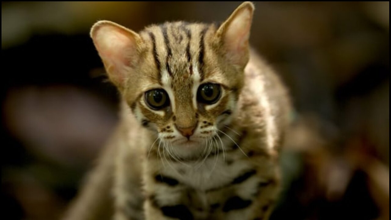 The Smallest Cat In The World 🐈😺