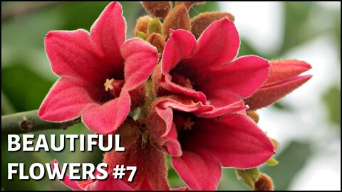 Beautiful flowers #7