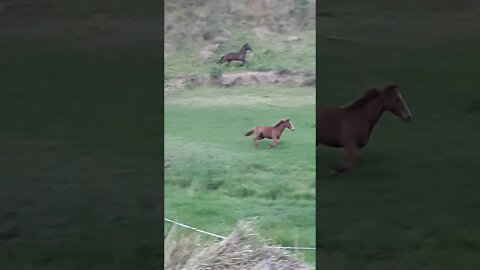 playful geldings