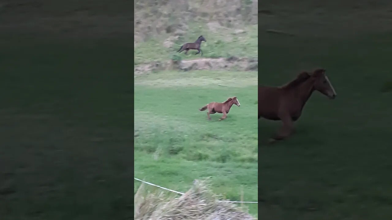 playful geldings