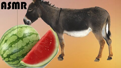 ASMR WATERMELON DONKEY EATING SOUNDS ANIMAL