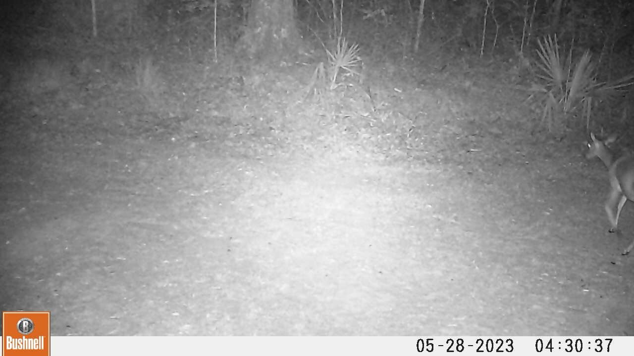 Deer Camera Part 2