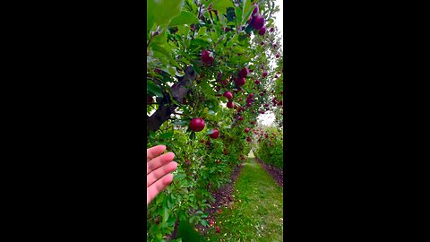 Apple tree!last picking of the season