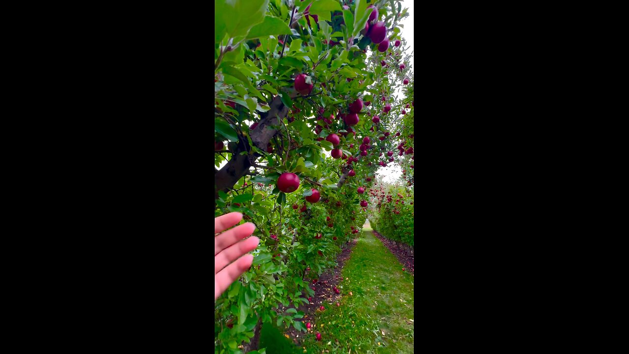 Apple tree!last picking of the season