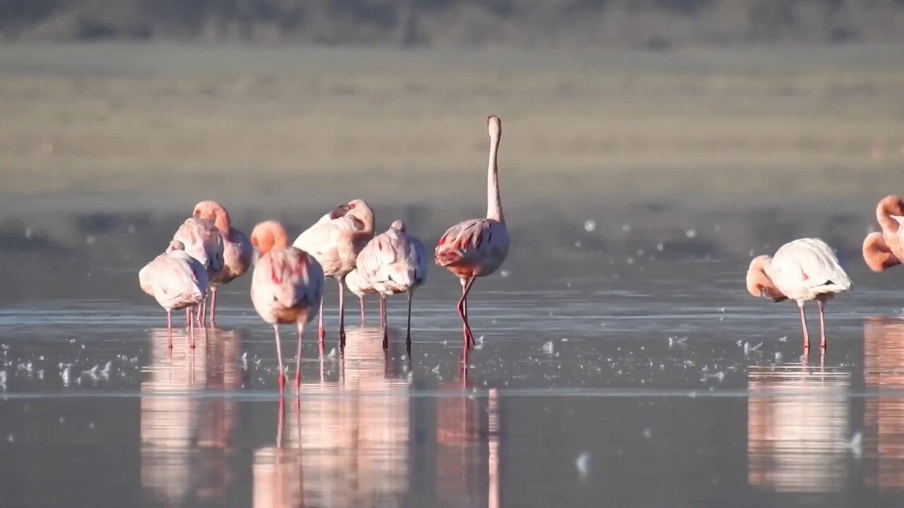 10,000 Flamingo Lake Part 2 | Ethiopia