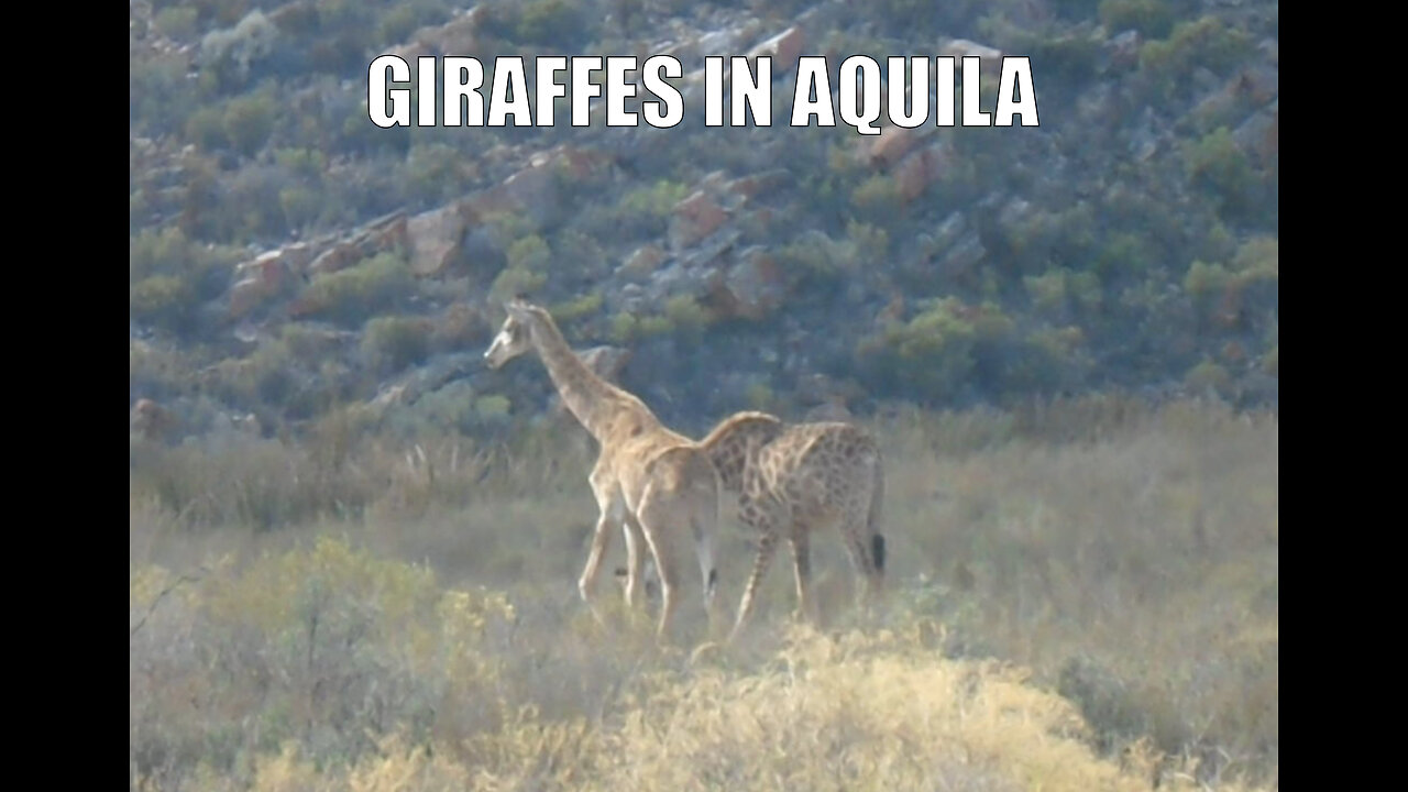 Giraffes in Aquila reserve