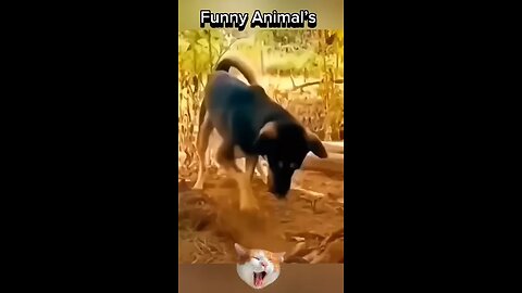 Funny moments with animals 🤣🤣#shorts