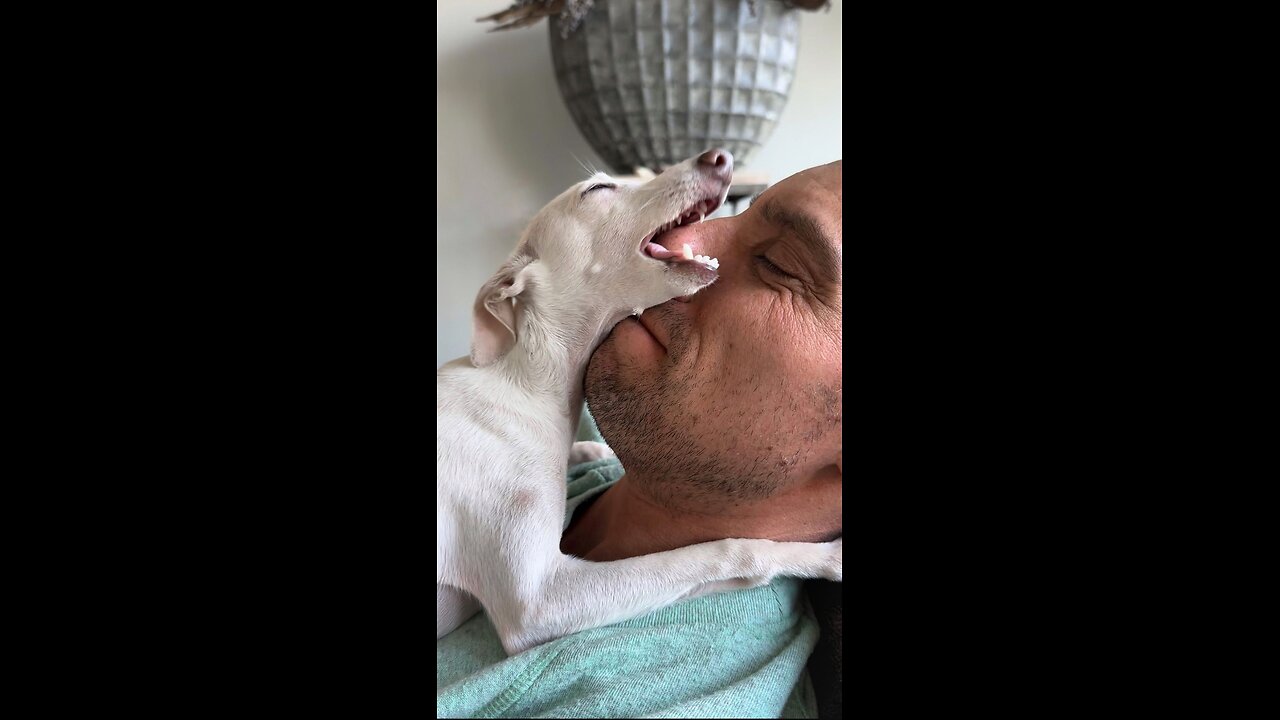 Funny animal, dogs