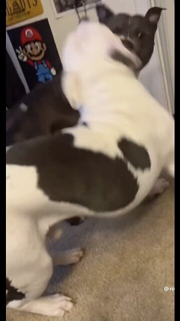 Must watch!!! Dogs shows his dominance 😳😳😳😳