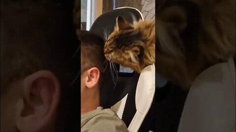 funny viral / funny cat