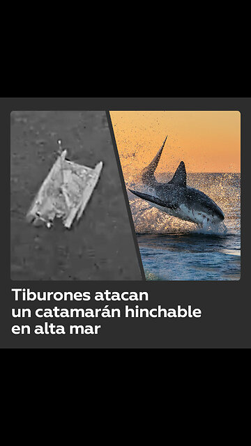 Marineros se enfrentan a tiburones en alta mar frente a las costas de Australia