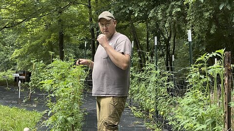 Topping Off Tomato Plants 🍅 Chamberlin Family Farms #tomatos #gardening #farming #homesteading