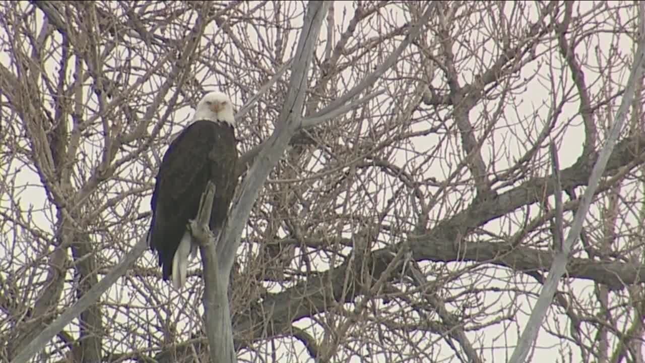 Colorado lawmakers fighting to keep certain wildlife data out of the public