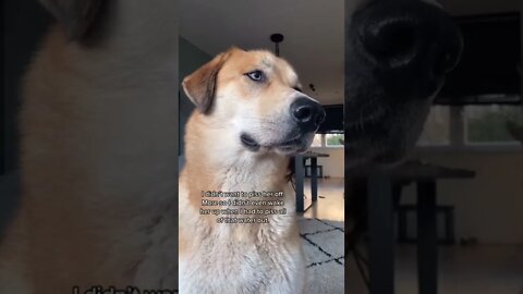 Dog Rolling His Eyes 👀