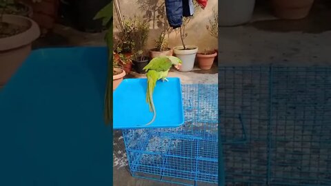 Lovely Parrot