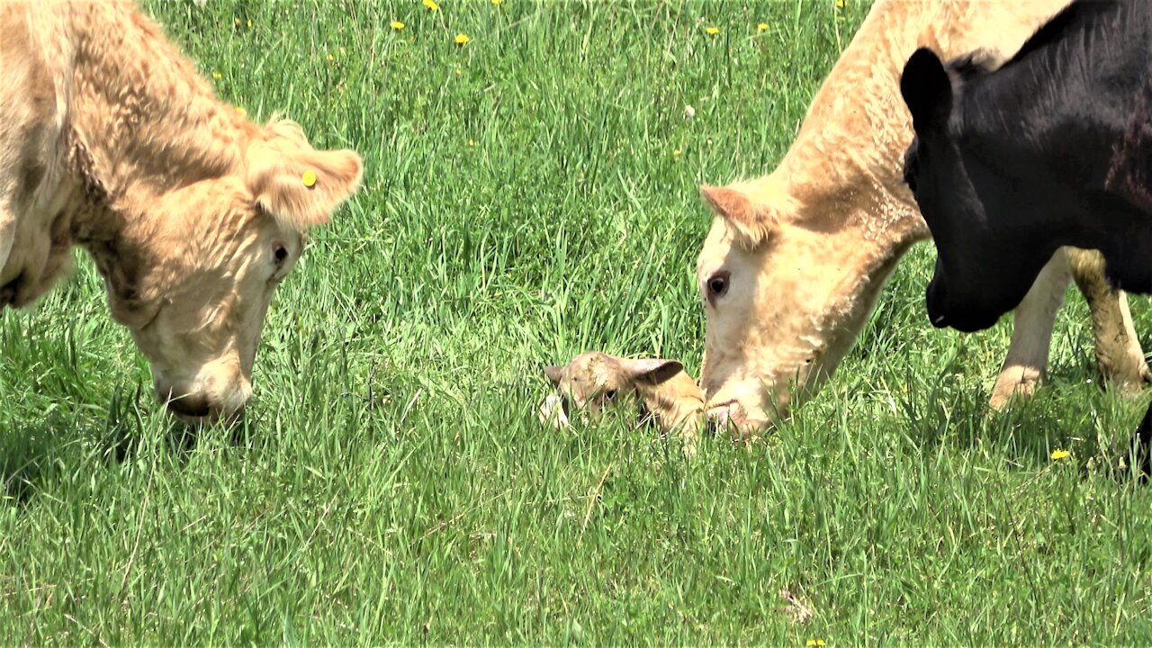 Cows bellow in excitement when mother gives birth to a calf