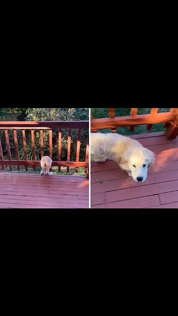 Eager Puppy Gets Stuck In Balcony Railing