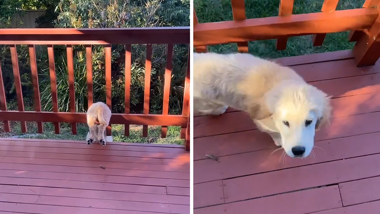 Eager Puppy Gets Stuck In Balcony Railing