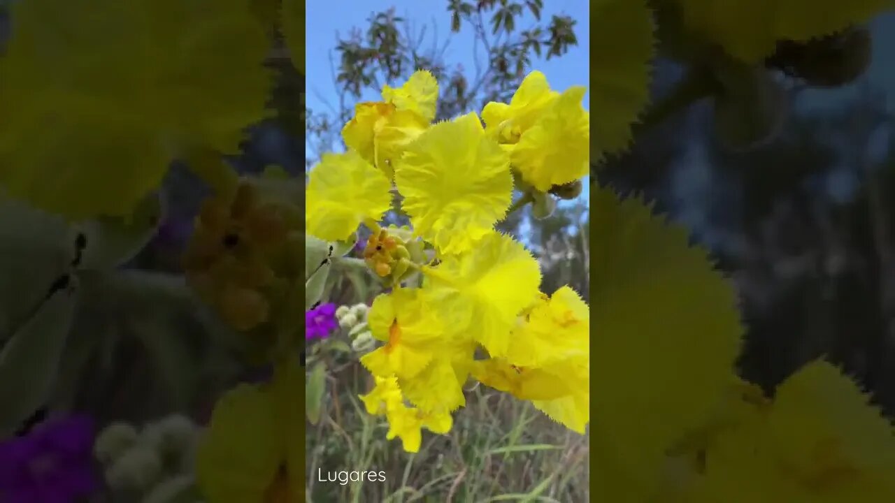 Linda Flor Amarela! Cerrado Brasileiro