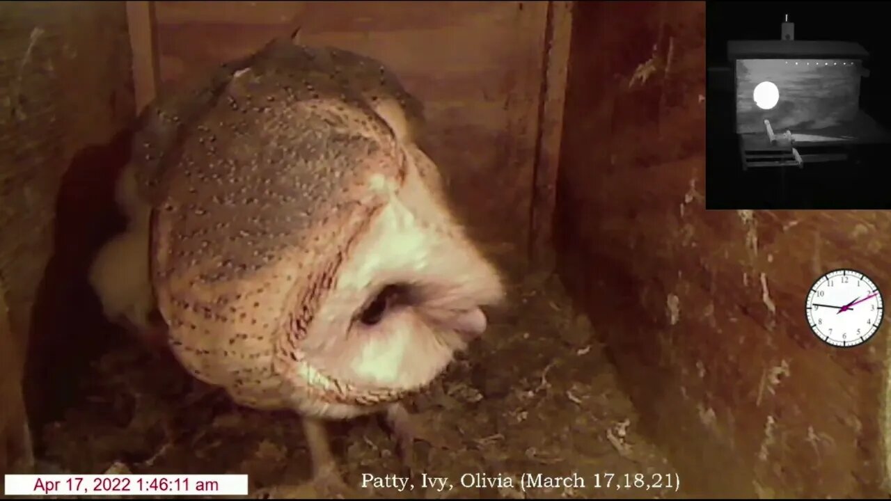 12:35 am A gopher for Patty.1:45 am A mouse for Ivy.MO enters Kastle. Kids not happy. 4-17-22