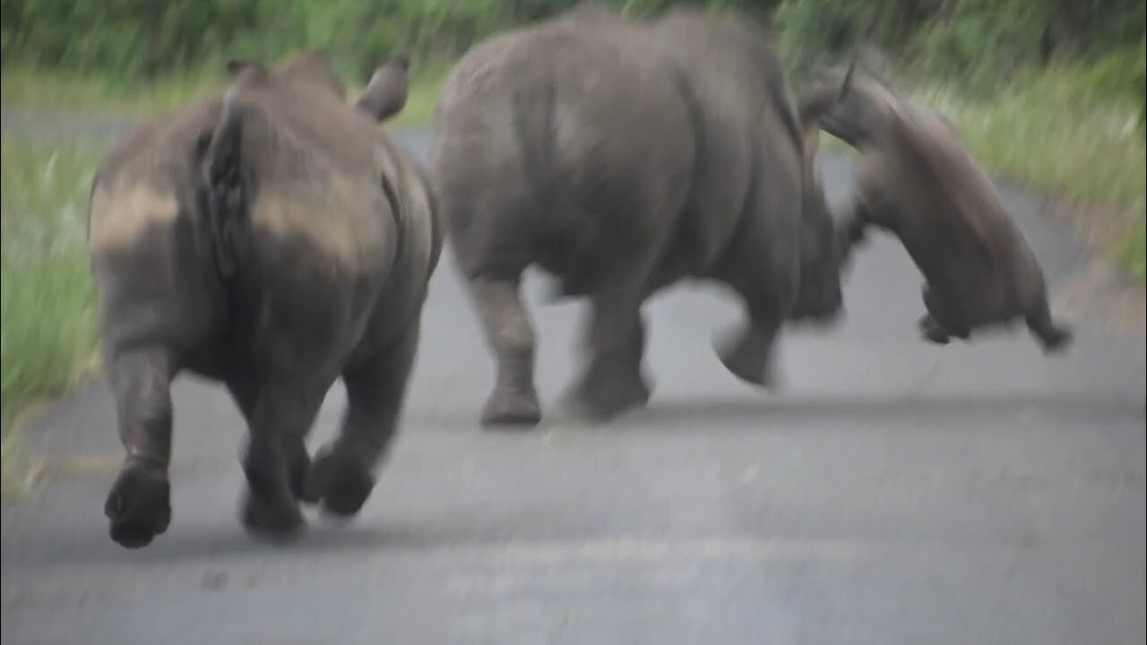 White Rhino Battle: bull attacks mother and calf