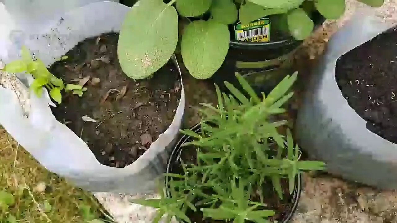 Garden Update