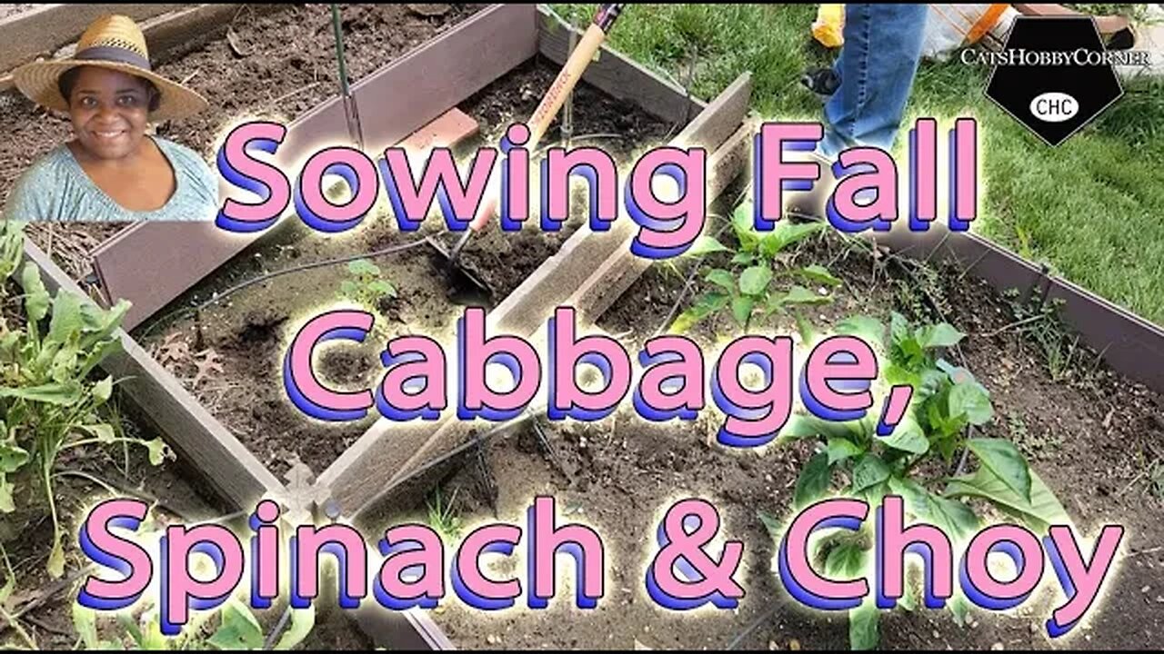 #sowingseeds #fall #cabbage , #spinach & #bokchoy - #catshobbycorner