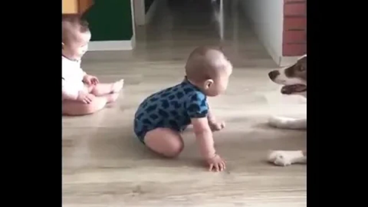 babysitter dog playing with two babies