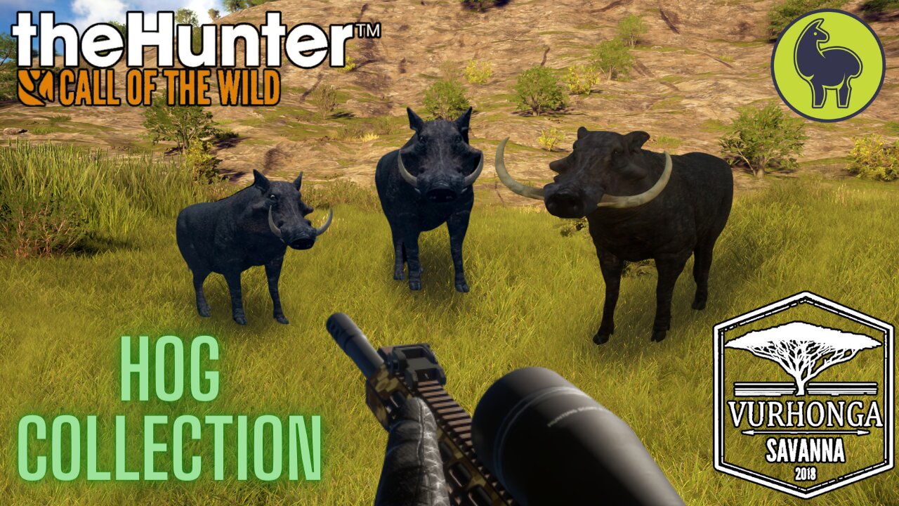 Hog Collection, Vurhonga Savanna | theHunter: Call of the Wild (PS5 4K)