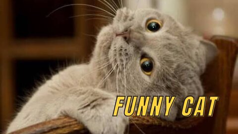 Funny Cat 2