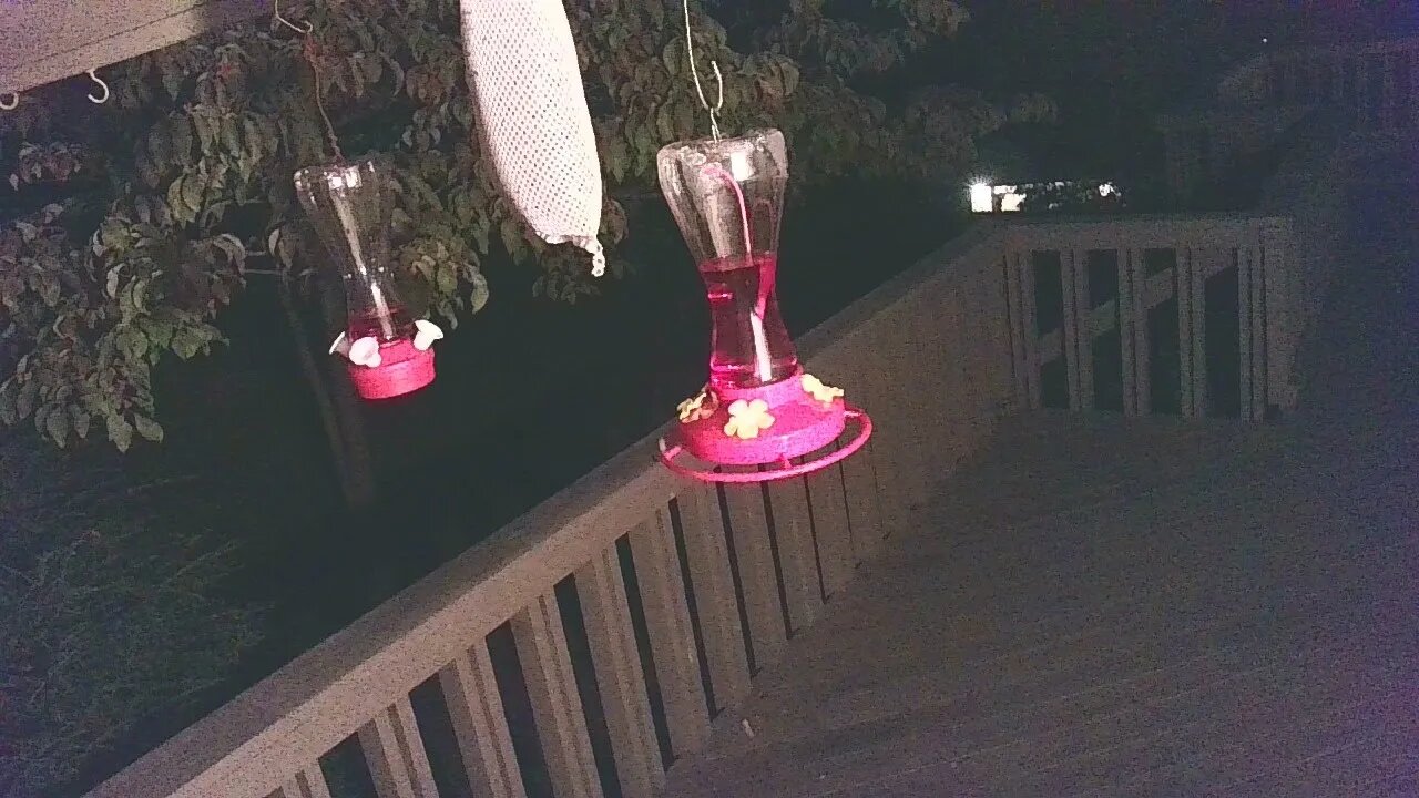 Live Bird Feeder Sept 21 2021 "Frogs All night" Asheville NC. In the mountains.