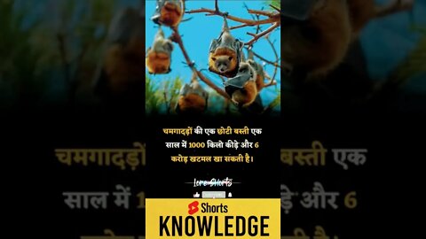 Motivational Quotes Intresting Facts lifestyle & research #shorts #ytshorts #knowledge #motivation