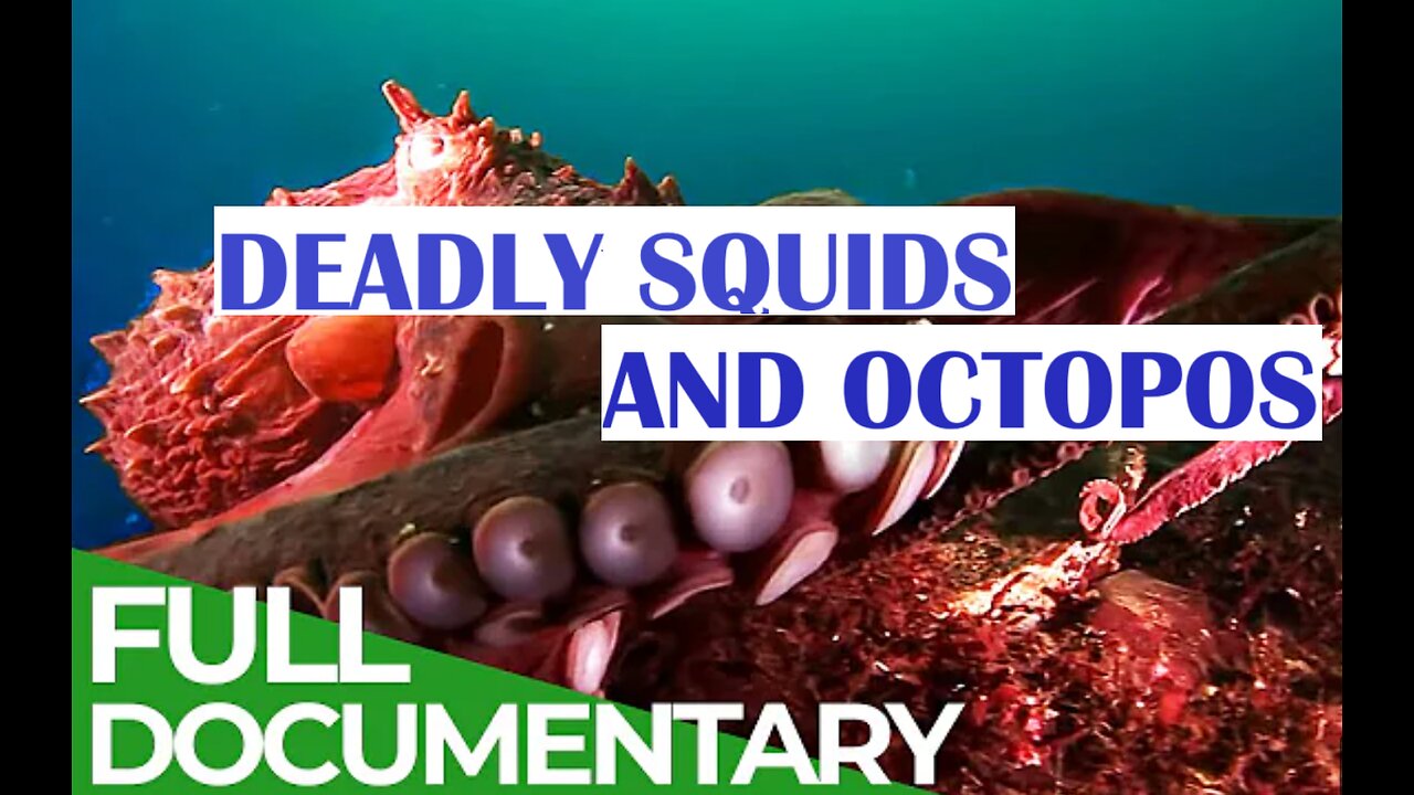 Sea Creatures Squids & Octopuses - Mysterious Hunters of the Deep Sea Documentry