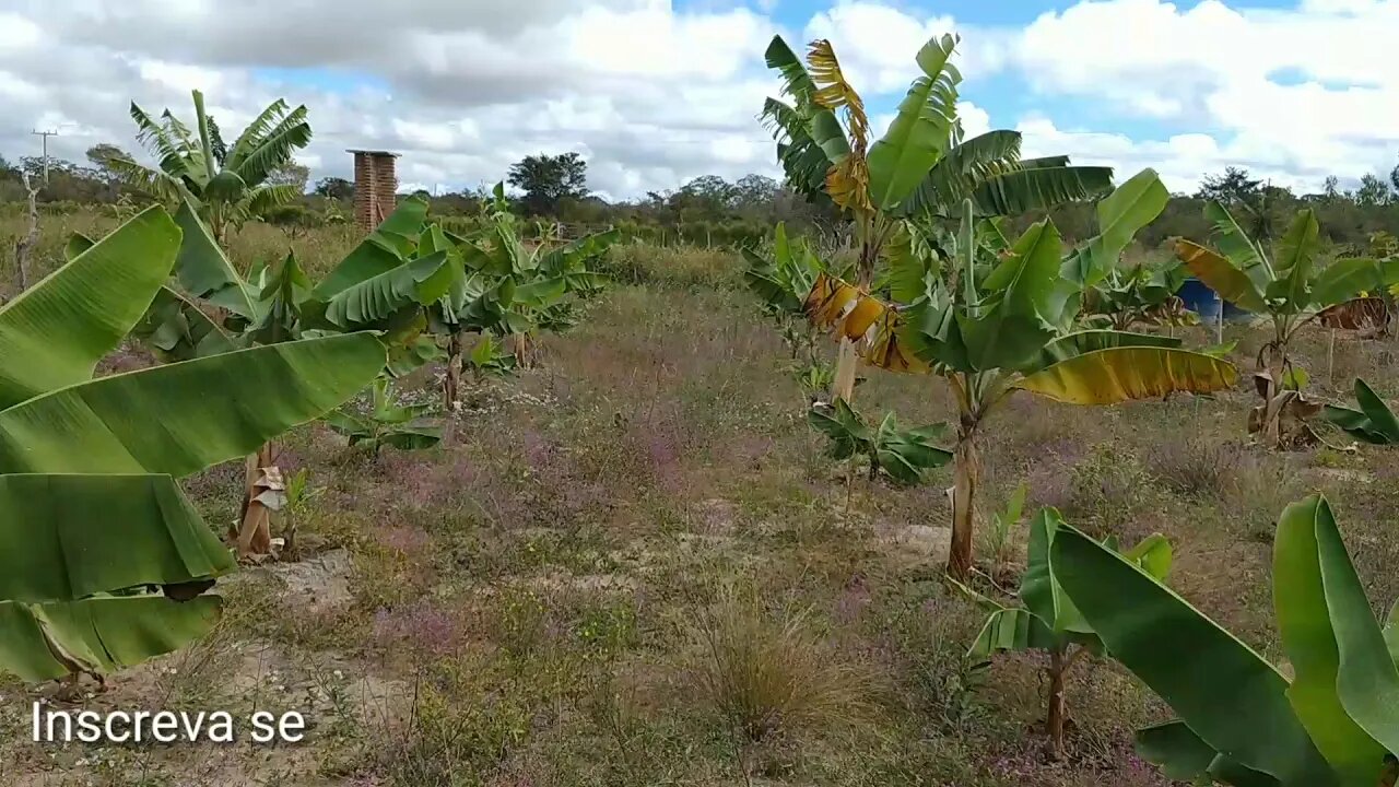 Minha pequena plantação de Bananeiras