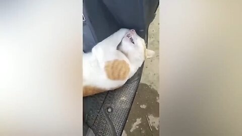 Funny cat new video 2023